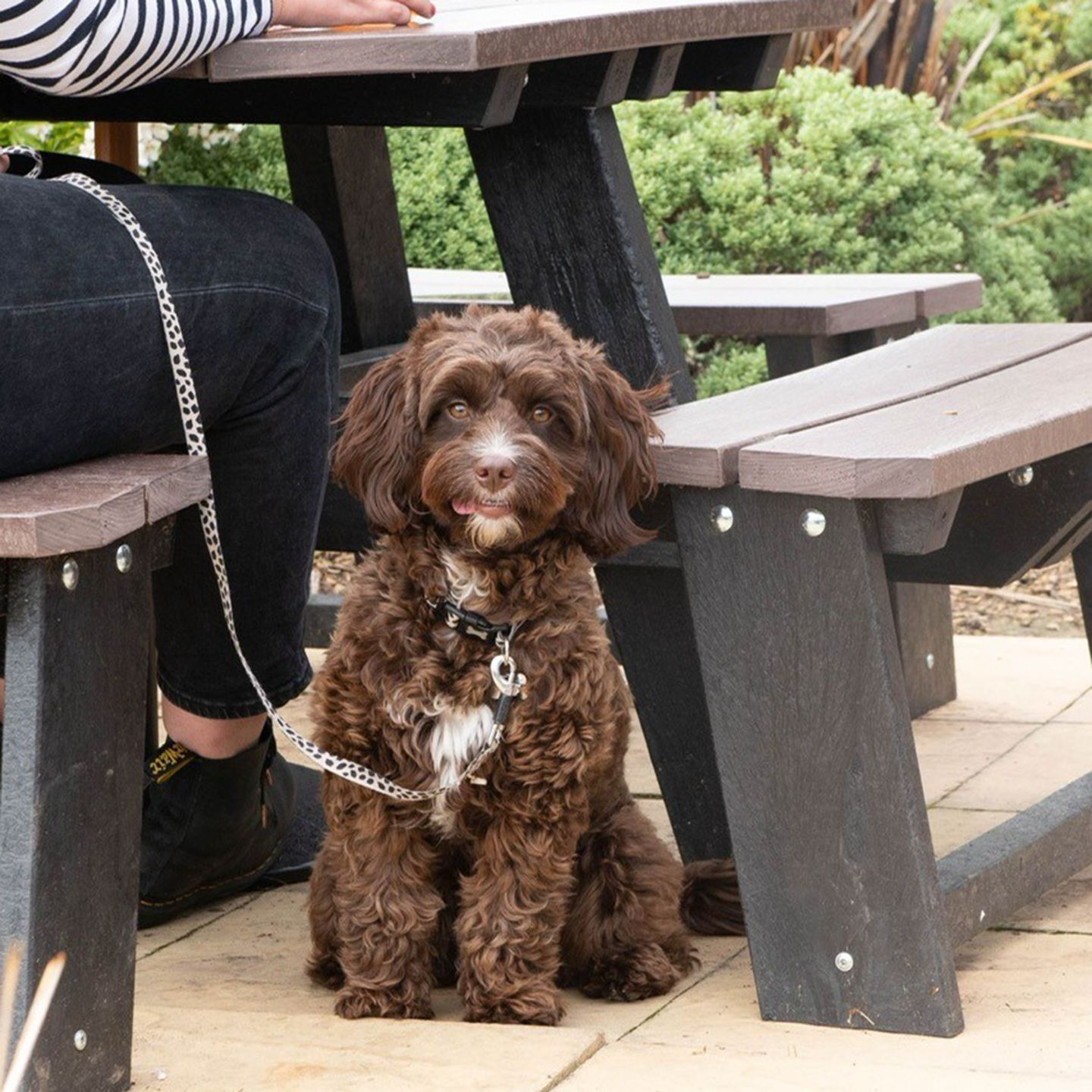 Your local dog friendly pub in Towcester